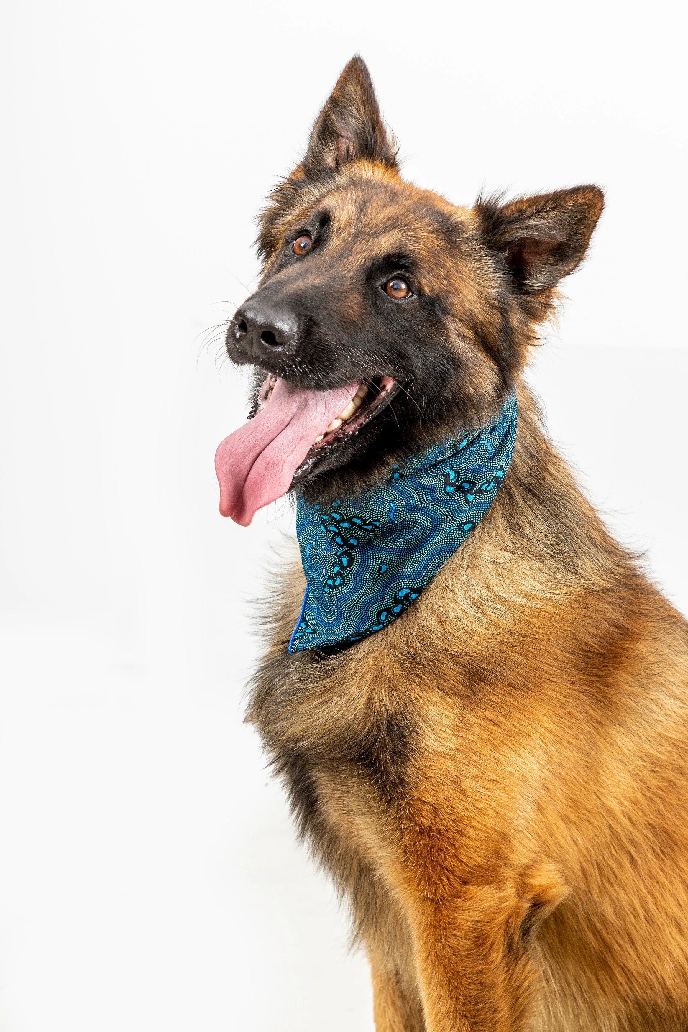 Doggie Bandanas