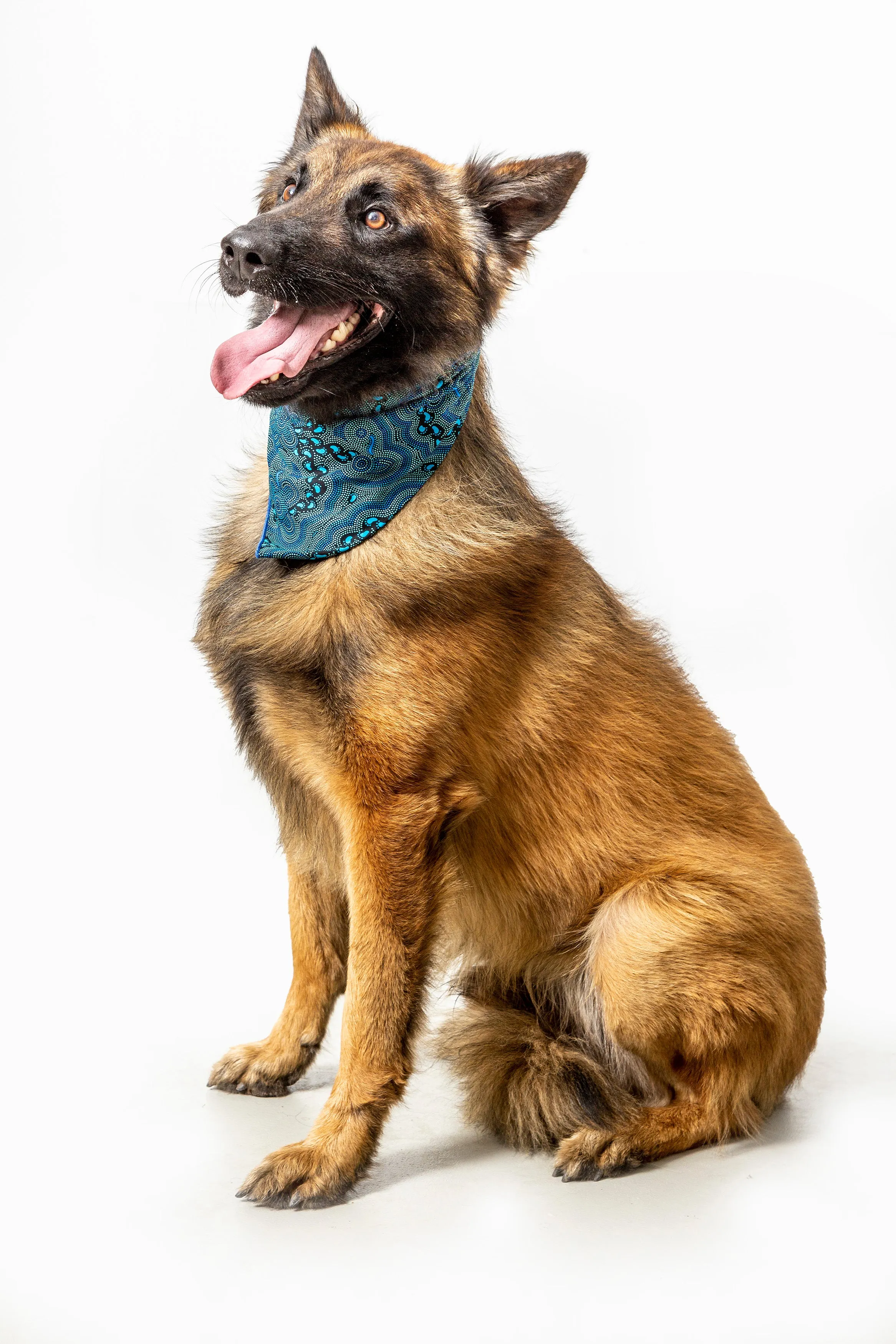 Doggie Bandanas